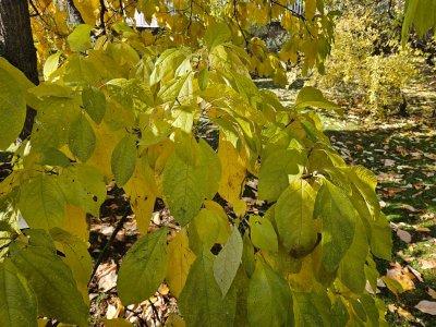 Sassafras albidum